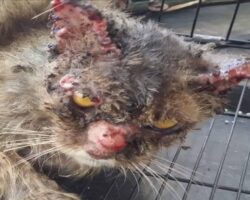 Penyakit sporo pada hidung muka dan telinga kucing