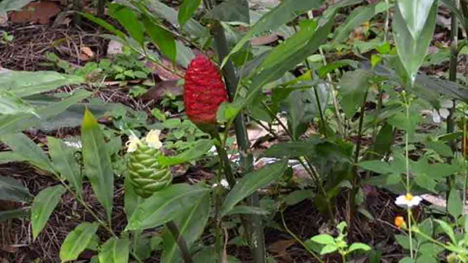 pokok lempuyang gajah Zingiber Zerumbet buahnya berwarna merah