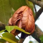 buah tunjuk langit atau Swietenia macrophylla