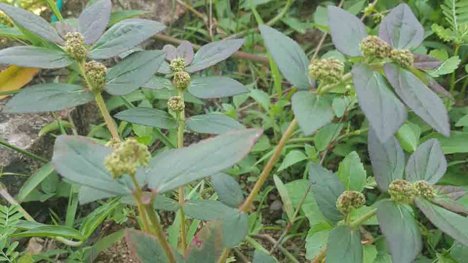 Pokok Susu Kambing banyak guna dalam perubatan tradisional u2022 PS Herbs