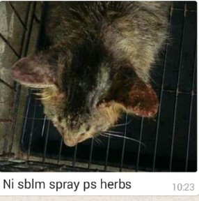 Pn Nor Laporkan, seminggu Kucing Sporo sembuh  PS Herbs 