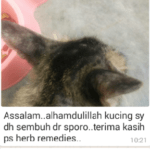 kucing sporo noraini selepas seminggu rawatan dan sembuh