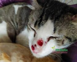 Kucing sporo - berkudis pada hidung