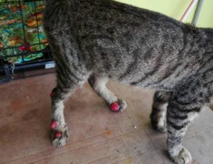 Nasib Baik Tuan Musang Degil  PS Herbs