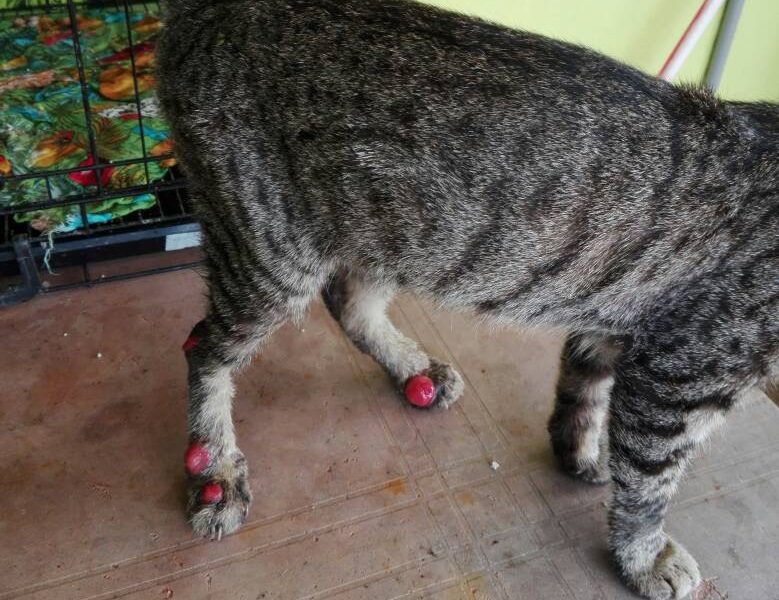 Apa dia Penyakit Sporo Kucing | PS Herbs Penyakit Haiwan