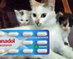 Panadol bahaya untuk kucing - boleh menyebabkan keracunan dan mati