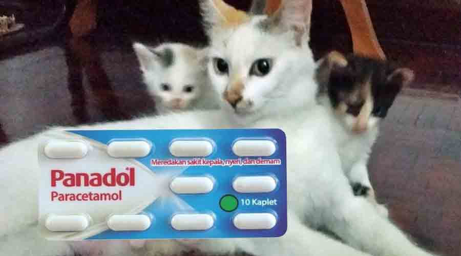 Panadol Bahaya Untuk Kucing . Kucing boleh mati keracunan. - PS Herbs