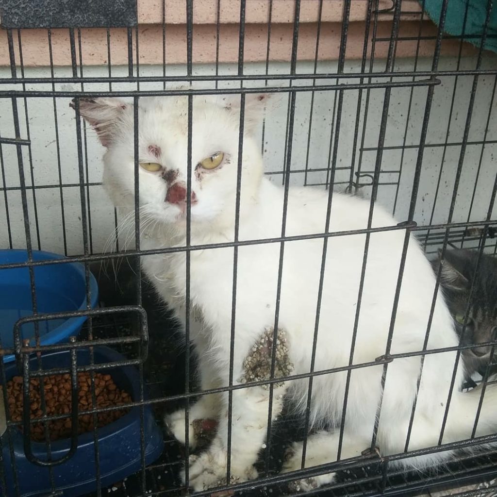 Mengurus Kucing Sporo - panduan mnjaga sendiri • PSHerbs