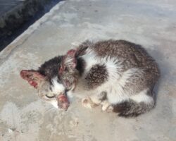 Kucing sporo perlu dikurung