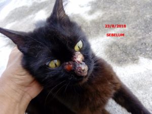 Setelah lima hari rawatan, kucing kudis hidung semakin baik