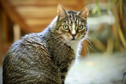 Kucing Kurap Scabies dan rawatan u2022 PS Herbs - kos pembedahan mata
kucing