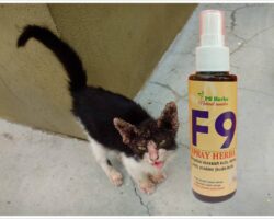 Spray F9 untuk kucing kurap scabies, kutu dan kutu telinga