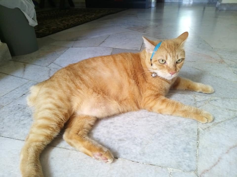 Cara Ubat Bisul Kucing - Umi Wasiati