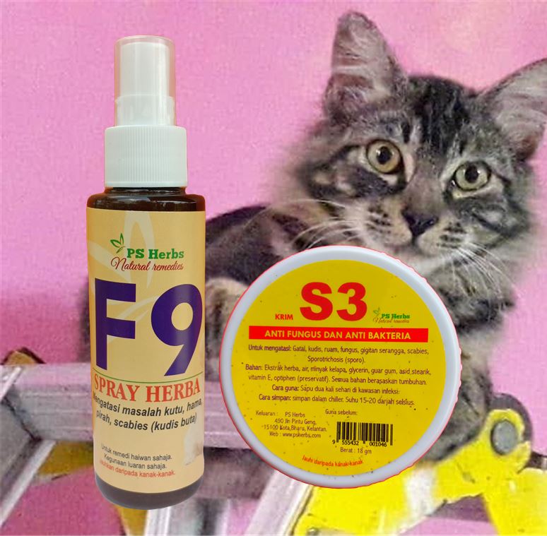 Cheetah, kucing sporo serius boleh sembuh  PS Herbs Testimoni