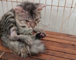 Kucing berpenyakit kurap atau mange. Kadang kadang sikenali juga sebagai scabies