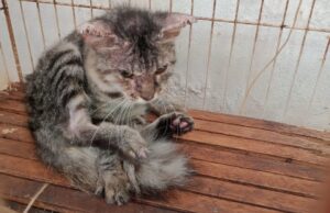 Kucing berpenyakit kurap atau mange. Kadang kadang sikenali juga sebagai scabies