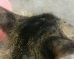 kucing sporo sembuh selepas 7 hari rawatan