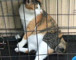 Anje kucing sporo telah sihat setelah dirawat dengan ubat PS Herbs