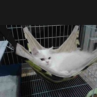 Pet boarding Pokok Sena Pet Shop