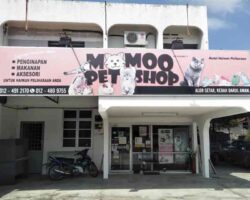 Momoq pet shop di alor star kedah