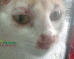 hidung dan mata kucing sporo pn nor berkudis