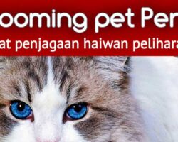 grooming pet Perlis