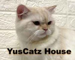 YusCatz House Pasir Puteh Kelantan