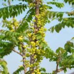 Pokok cermai menghasilkan banyak buat dalam satu pokok