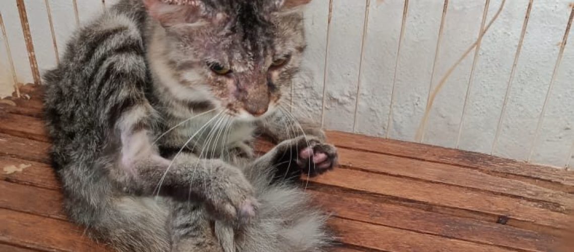 Kucing berpenyakit kurap atau mange. Kadang kadang sikenali juga sebagai scabies